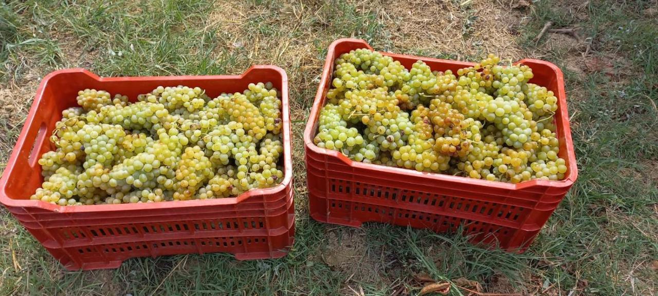 1929 Wine Food Relax Agriturismo Acqui Terme ภายนอก รูปภาพ