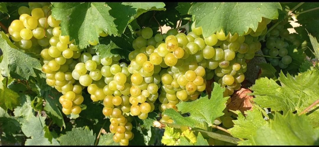 1929 Wine Food Relax Agriturismo Acqui Terme ภายนอก รูปภาพ